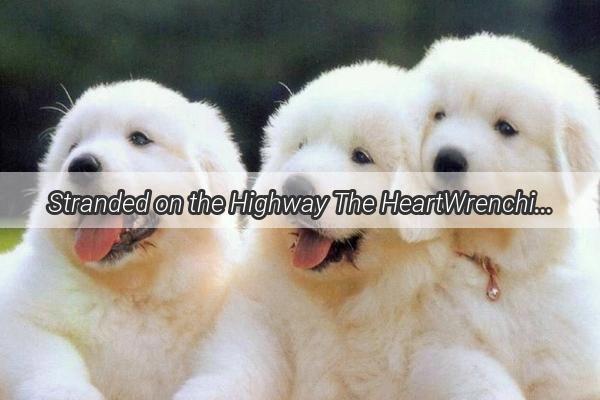 Stranded on the Highway The HeartWrenching Tale of a Lonely Canines Survival